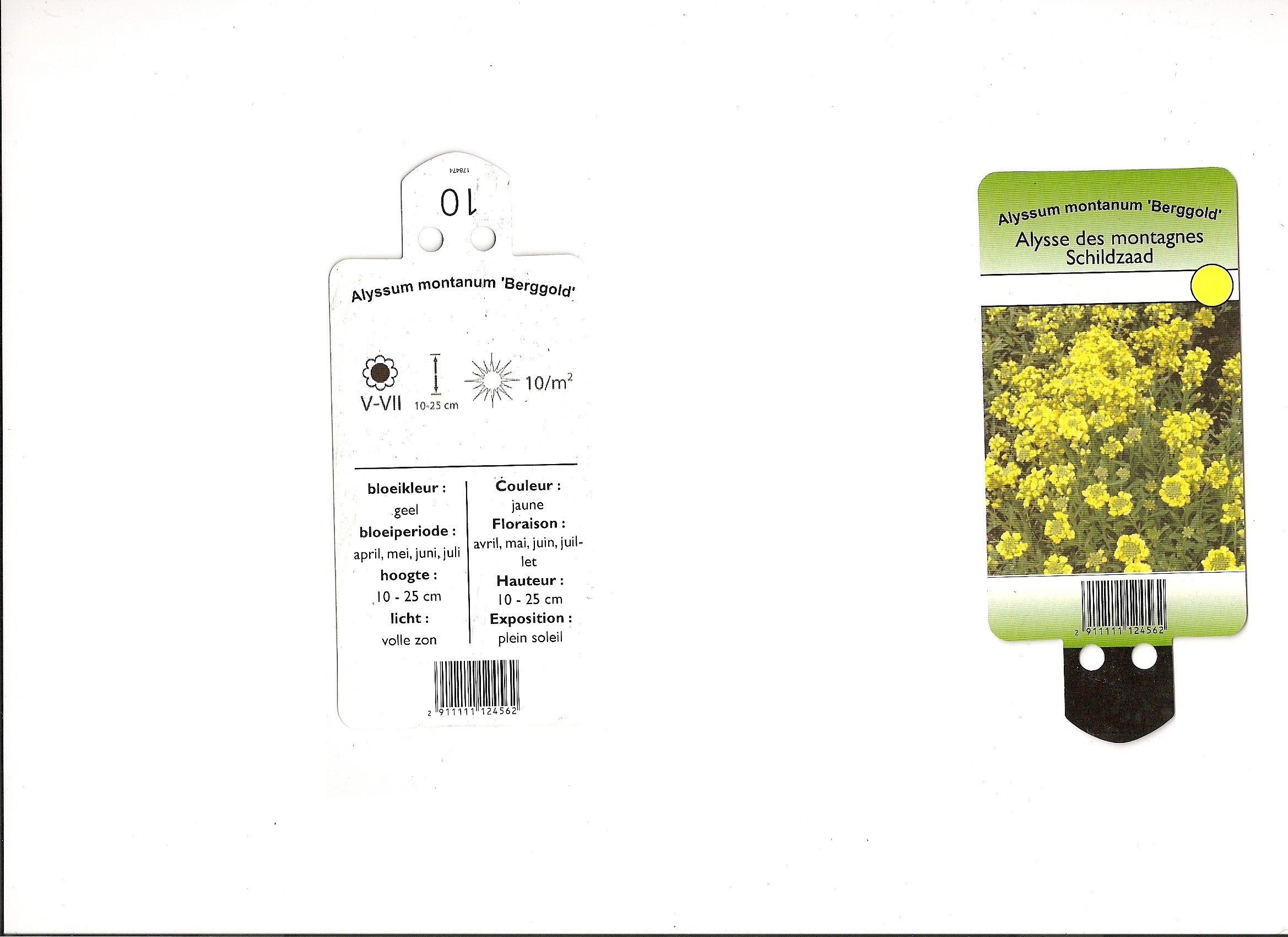 Alysse des montagnes.jpg